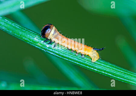 Pine Hawk moth larvae (Sphinx pinastri) giovani larve appena emerso da uovo Foto Stock