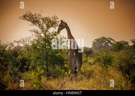 Giraffe al pascolo al tramonto, il Parco Nazionale Kruger, Sud Africa Foto Stock