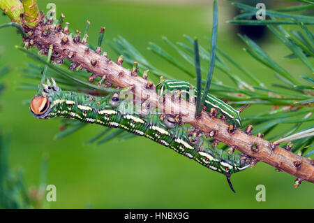 Pine Hawk moth larvae (Sphinx pinastri) mangiando un ago di pin Foto Stock