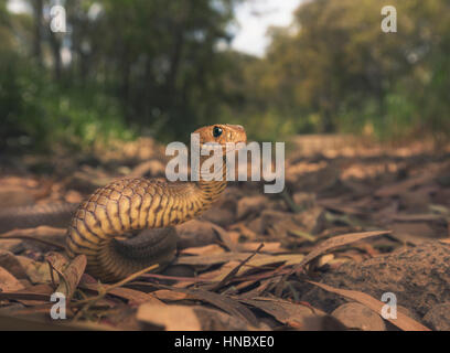 Orientale snake marrone (Pseudonaja textilis) in un parco, Melbourne, Australia Foto Stock