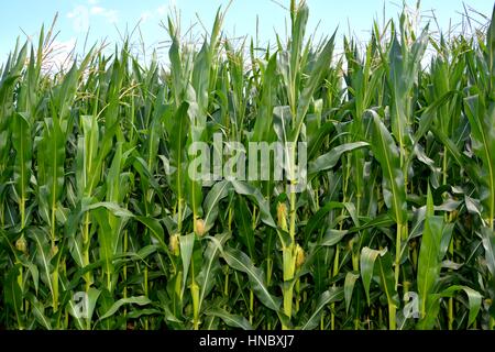 Campo di grano in un villaggio in Transilvania Foto Stock