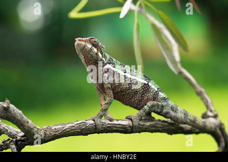 Chameleon su un ramo, Indonesia Foto Stock