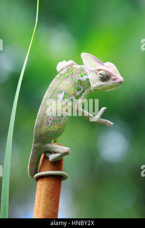 Camaleonte velato su un impianto, Indonesia Foto Stock