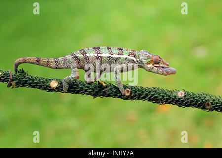 Camaleonte velato caccia, Indonesia Foto Stock