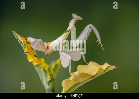 White Orchid mantis su una foglia, Jakarta Timur, Indonesia Foto Stock