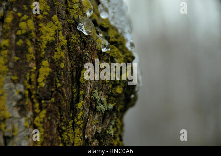 Close up di corteccia di albero coperto di ghiaccio (Brampton, SU) Foto Stock