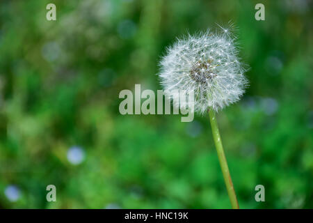 Taraxacum officinale - Comune di tarassaco puff -- Senecio vulgaris - groundsel fiore Foto Stock