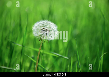 Taraxacum officinale - Comune di tarassaco puff -- Senecio vulgaris - groundsel fiore Foto Stock