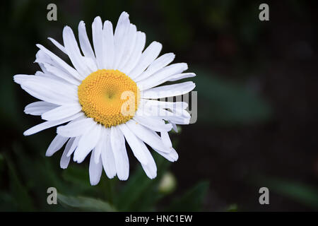 Bianco graminifolium Leucanthemum spring garden selvaggio fiore Foto Stock