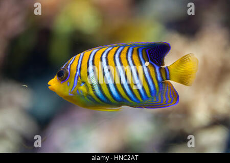 Royal angelfish (Pygoplites diacanthus), noto anche come il Regal Angelfish. Foto Stock