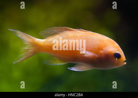 Squarespot fairy basslet (Pseudanthias pleurotaenia), noto anche come il quadrato rosa anthias. Foto Stock