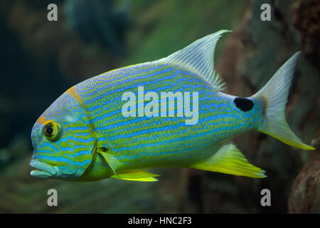 Lutiano Sailfin (Symphorichthys spilurus), noto anche come il blue-lined orata. Foto Stock