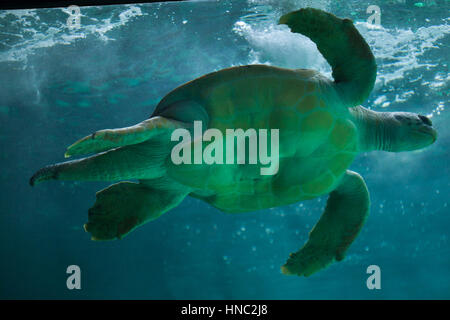 Tartaruga Caretta caretta), noto anche come le tartarughe. Foto Stock
