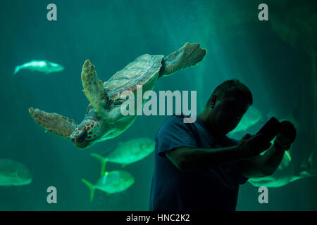 Visitatore fa un selfie mentre la tartaruga Caretta caretta), noto anche come il nuoto tartarughe in Acquario di Madrid, Spagna. Foto Stock