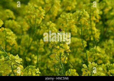 Nafplio, Grecia. Xi Febbraio 2017. Grecia Peloponneso fioriture senape in una posizione a Nafplio, sabato 11 febbraio, 2017. Vividi fiori giallo la formazione di infiorescenze hanno natura esagerare Nafplio creando una scena a molla. Credito: VANGELIS BOUGIOTIS/Alamy Live News Foto Stock