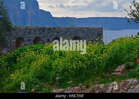 Nafplio, Grecia. Xi Febbraio 2017. Grecia Peloponneso fioriture senape in una posizione a Nafplio, sabato 11 febbraio, 2017. Vividi fiori giallo la formazione di infiorescenze hanno natura esagerare Nafplio creando una scena a molla. Credito: VANGELIS BOUGIOTIS/Alamy Live News Foto Stock