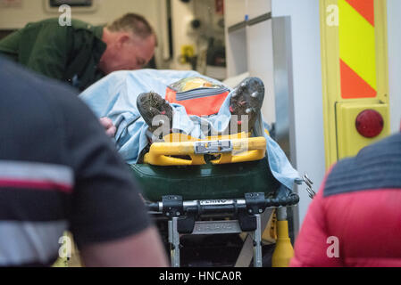 Brentwood, Essex, Regno Unito. Xi Febbraio 2017. Thurrock RFC giocatore è portato in ospedale dopo 40 minuti di attesa per un ambulanza a un match contro Brentwood RFC Credito: Ian Davidson/Alamy Live News Foto Stock