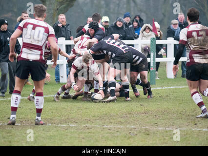 Brentwood, Essex, Regno Unito. Xi Febbraio 2017. Thurrock RFC (5) gioca contro Brentwood RFC] (29) Credito: Ian Davidson/Alamy Live News Foto Stock