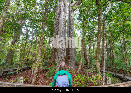 Turista di fronte a quattro alberi kauri (Agathis australis) in piedi insieme, le quattro sorelle, Waipoua forest, Northland Foto Stock