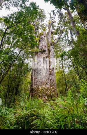 Te Matua Ngahere, padre della foresta, giant Kauri tree (Agathis australis), le quattro sorelle, Waipoua Forest, Northland Foto Stock