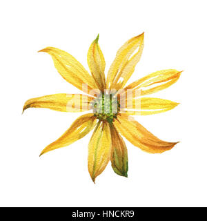 Illustrazione ad acquerello. Giallo rotondo daisy. Foto Stock