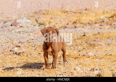 Un cucciolo randagi in un campo in India. Foto Stock