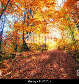 Strada forestale in autunno. Paesaggio. L'Ucraina. Europa Foto Stock