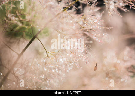 Magica gocce di rugiada con luce bookeh fantastici colori. Foto Stock