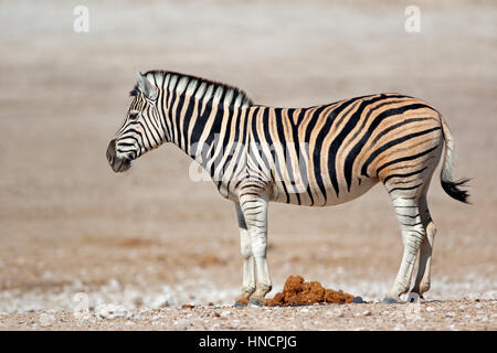 Una pianura (Burchells) zebra (Equus burchelli), il Parco Nazionale di Etosha, Namibia Foto Stock