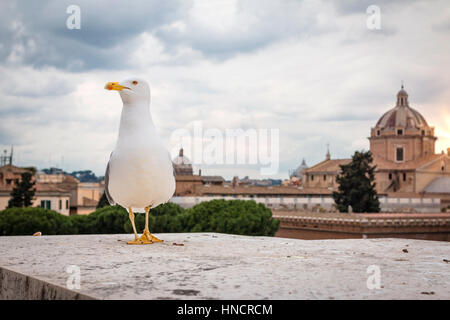 Gabbiano a Roma Foto Stock