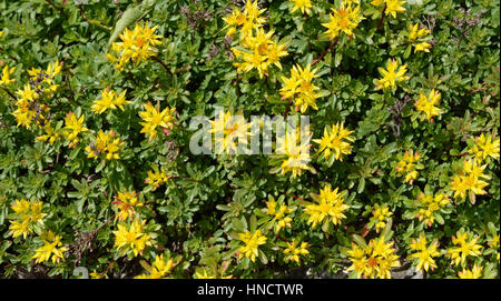 Close-up fioritura Sedum acre impianto (comunemente stonecrop o parete-pepe) luminoso con fiori di colore giallo su giardino Massa nel sole primaverile come naturale deco Foto Stock