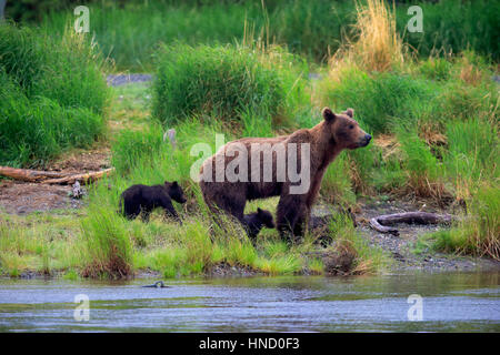 Orso grizzly, (Ursus arctos horribilis), madre con youngs in acqua alla ricerca di cibo, Brookes River, Katmai Nationalpark, Alaska, Stati Uniti d'America, Nord Americ Foto Stock