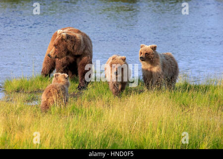 Orso grizzly, (Ursus arctos horribilis), madre con youngs in acqua alla ricerca di cibo, Brookes River, Katmai Nationalpark, Alaska, Stati Uniti d'America, Nord Americ Foto Stock