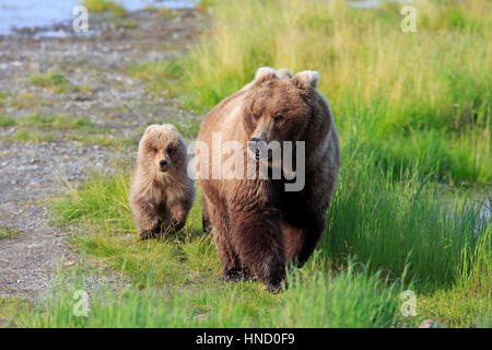 Orso grizzly, (Ursus arctos horribilis), madre con giovani di acqua alla ricerca di cibo, Brookes River, Katmai Nationalpark, Alaska, Stati Uniti d'America, America del Nord Foto Stock