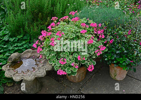 Contenitore colorato di rosa Pelargoniums Foto Stock