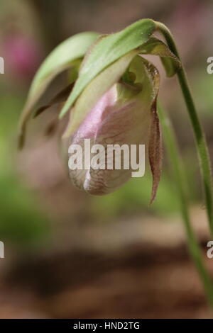 Rosa Pianella della Madonna [Cypripedium acaule].Pennsylvania,USA Foto Stock