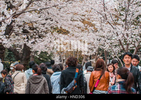 Tokyo, Giappone - 24 Marzo 2013: Tokyo folla godendo di fiori di ciliegio festival nel parco Chidorigafuchi. Foto Stock