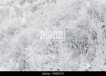 Paesaggio invernale sul monte Zao che trova sul Yamagata-Miyagi prefectural,Giappone Foto Stock