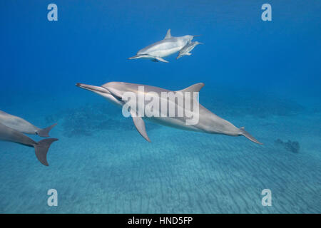 Hawaiian delino o Gray Spinner delfini Stenella longirostris longirostris, con vitello, off Ho'okena Beach, Sud KONA, HAWAII ( il grande Foto Stock