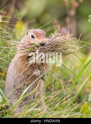 Una terra artica scoiattolo (Spermophilus parryii) tiene un boccone di erbe per la nidificazione di materiale nel Parco Nazionale di Denali, Alaska. Foto Stock