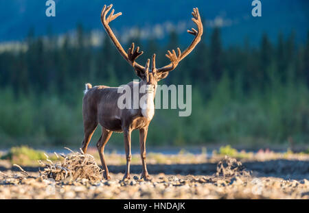 Un toro di Caribou Coffee Company (Rangifer tarandus) sorge nei pressi del fiume Teklanika nel pomeriggio di sole nel Parco Nazionale di Denali, Alaska. Foto Stock