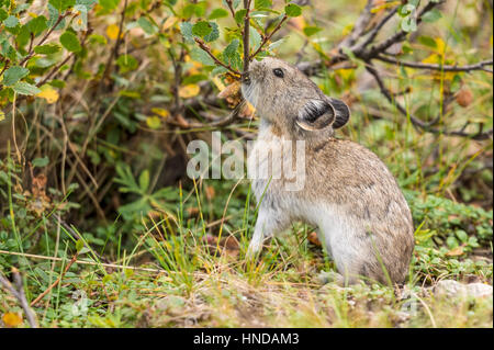 Un collare (pika Ochotona collaris) opere di rottura di una succursale di un willow bush come le sue foglie iniziare mostrando segni di colori autunnali nel Denali Nationa Foto Stock