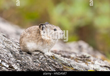 Un collare (pika Ochotona collaris) siede su un lichen coperto rock nel Parco Nazionale di Denali, Alaska Foto Stock