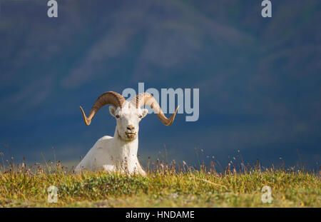 Un dallâ pecore ram (ovis dalli) siede ona dorsale erbosa nel pomeriggio di sole nel Parco Nazionale di Denali, Alaska. Foto Stock