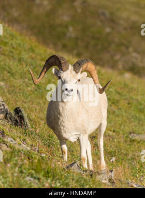 Un dallâ le pecore (ovis dalli) ram sorge su un ripido pendio di montagna verde su un bel pomeriggio di sole nel parco nazionale e Riserva di Denali, Alaska Foto Stock