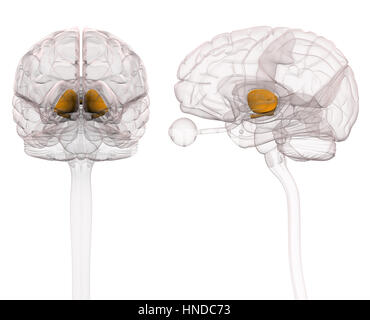 Il talamo anatomia cerebrale Foto Stock