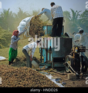 I piccoli contadini esteso e membri della famiglia utilizzando una macchina di trebbiatura e portando il raccolto di arachidi in Gujarat, India Foto Stock