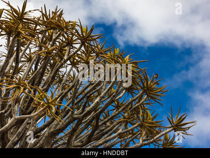 Per Quiver Tree Forest, Namibia Foto Stock