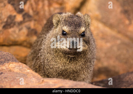 Dassie ritratto, Namibia Foto Stock