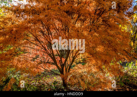 Il fogliame di autunno a Batsford Arboretum Foto Stock